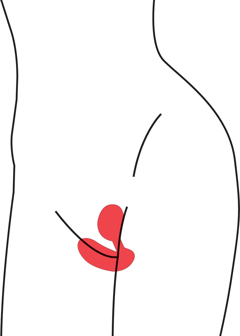 anatomy
