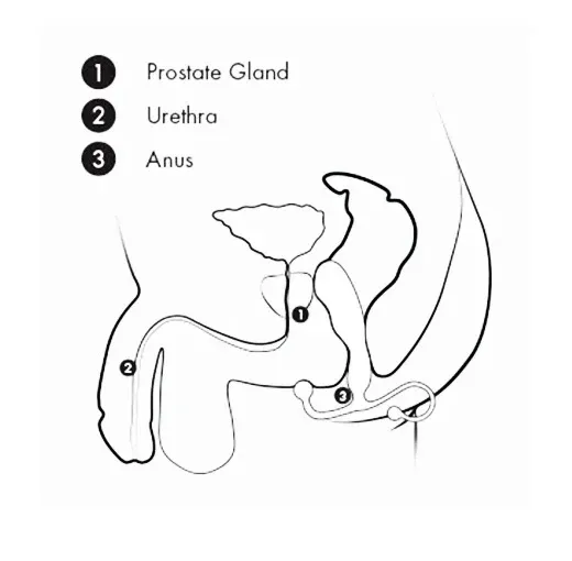 Positionnement interne de l'Aneros Helix