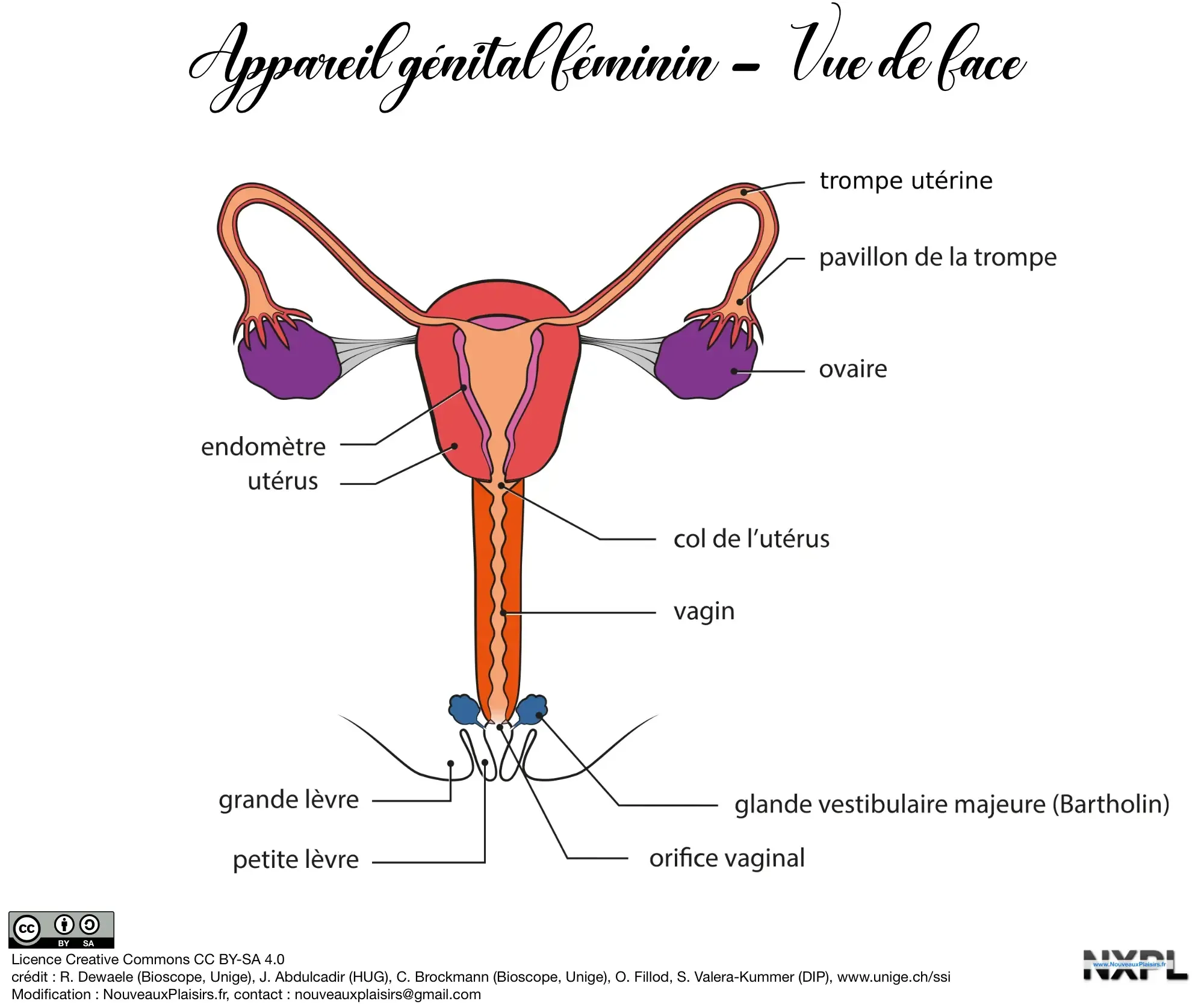 nxpl appareil genital feminin face01