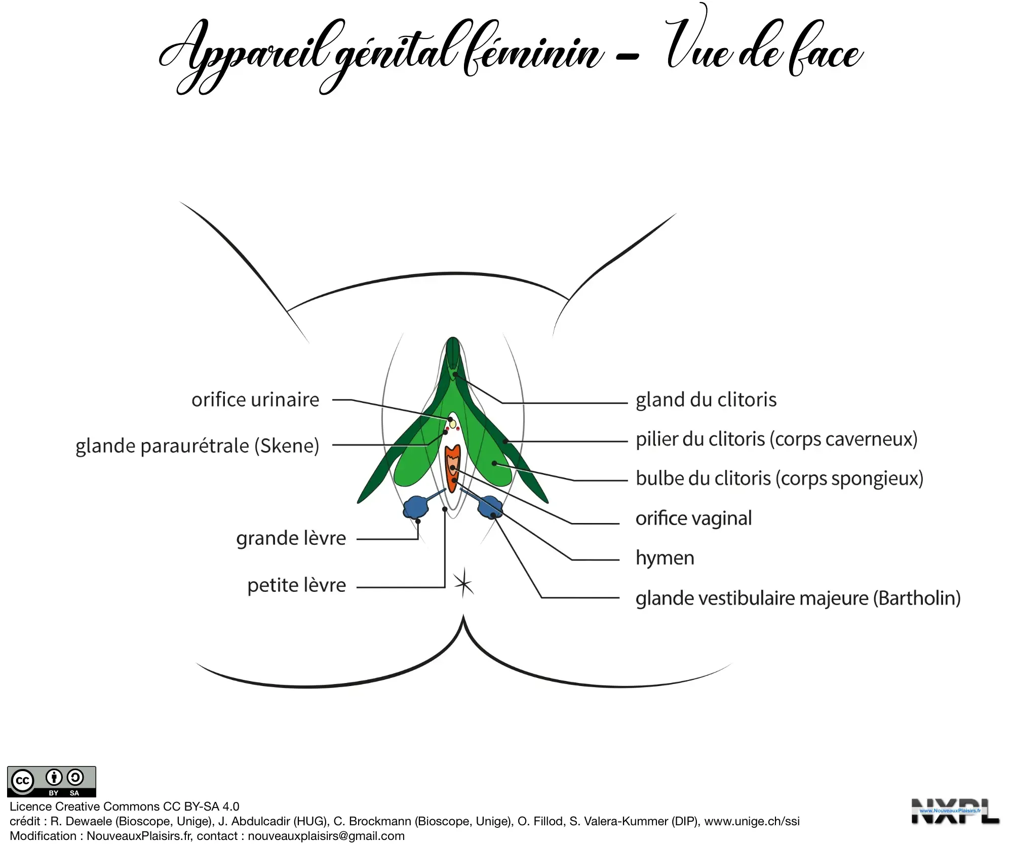 nxpl appareil genital feminin face02