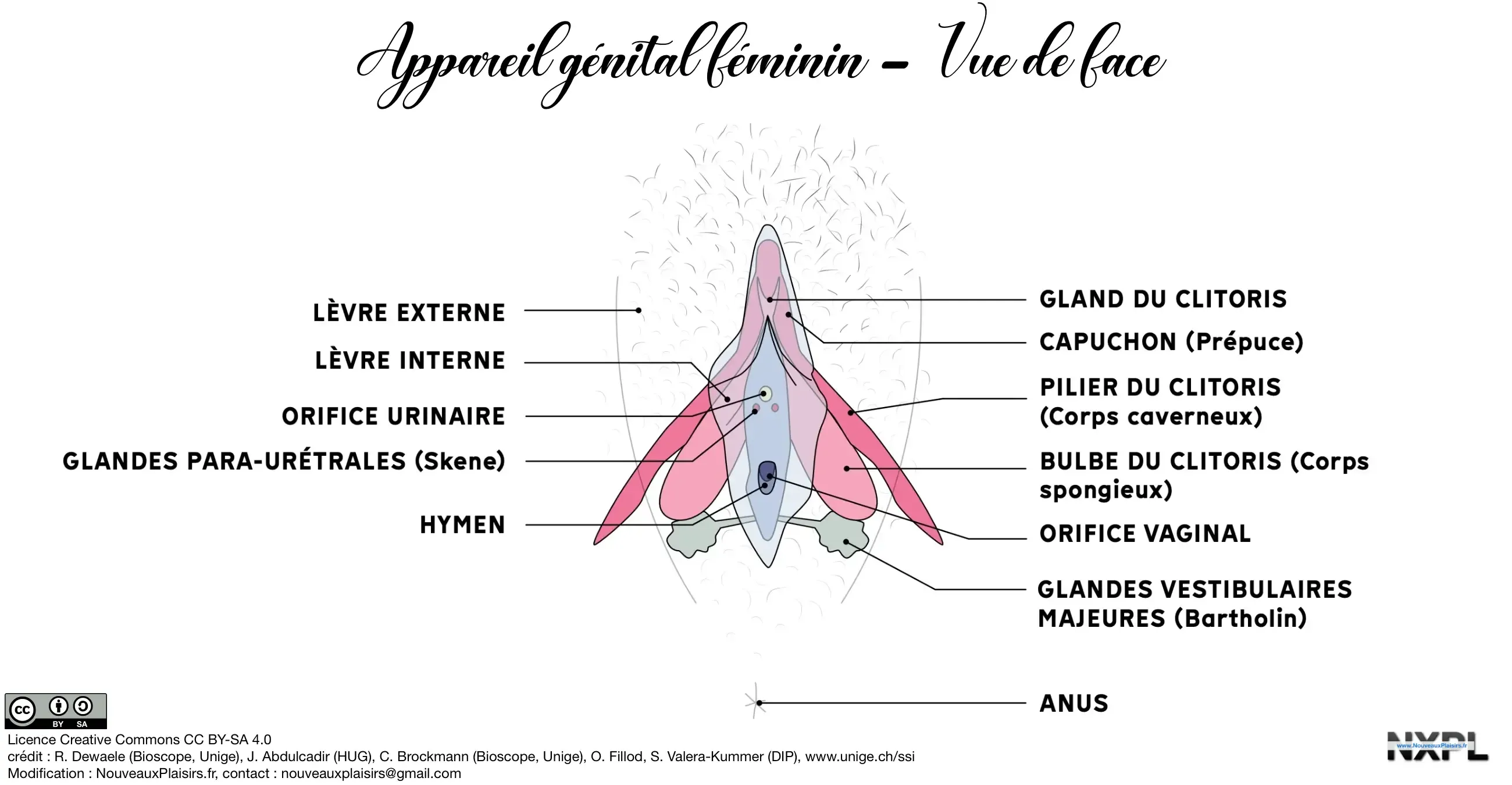 nxpl appareil genital feminin face03
