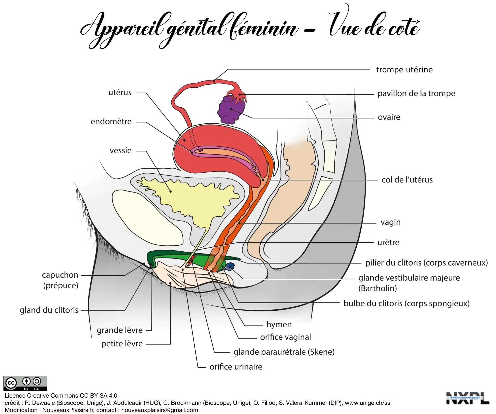 nxpl appareil genital feminin sagittale