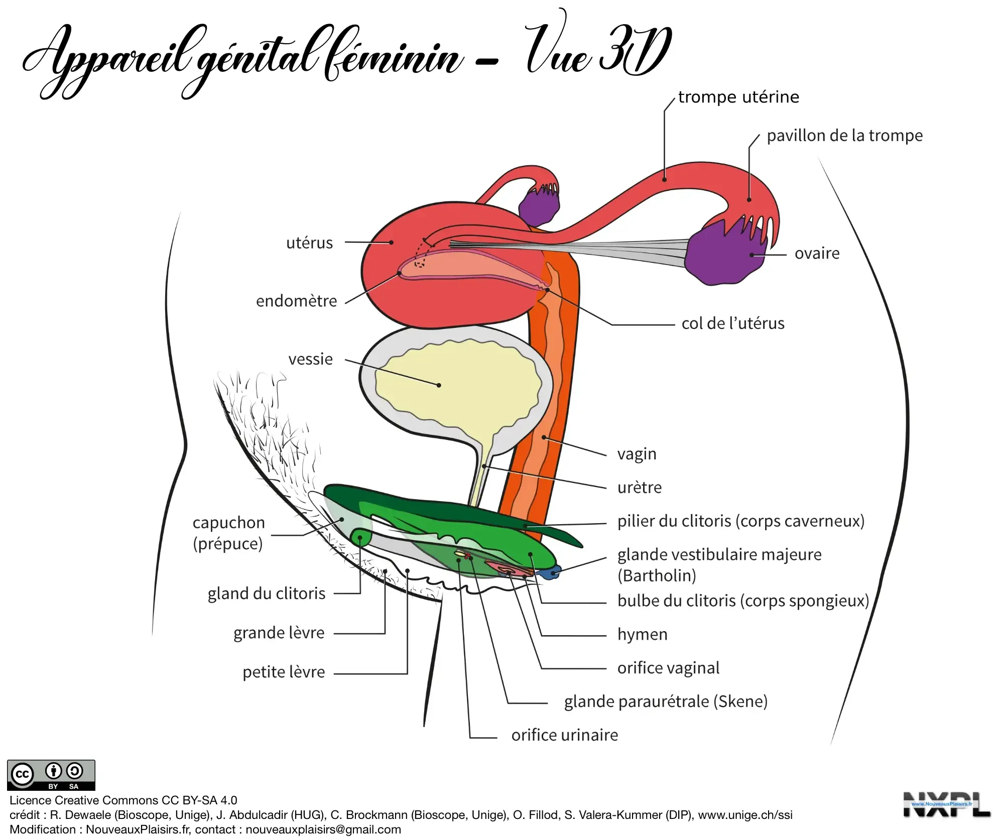 nxpl appareil genital feminin vue3d