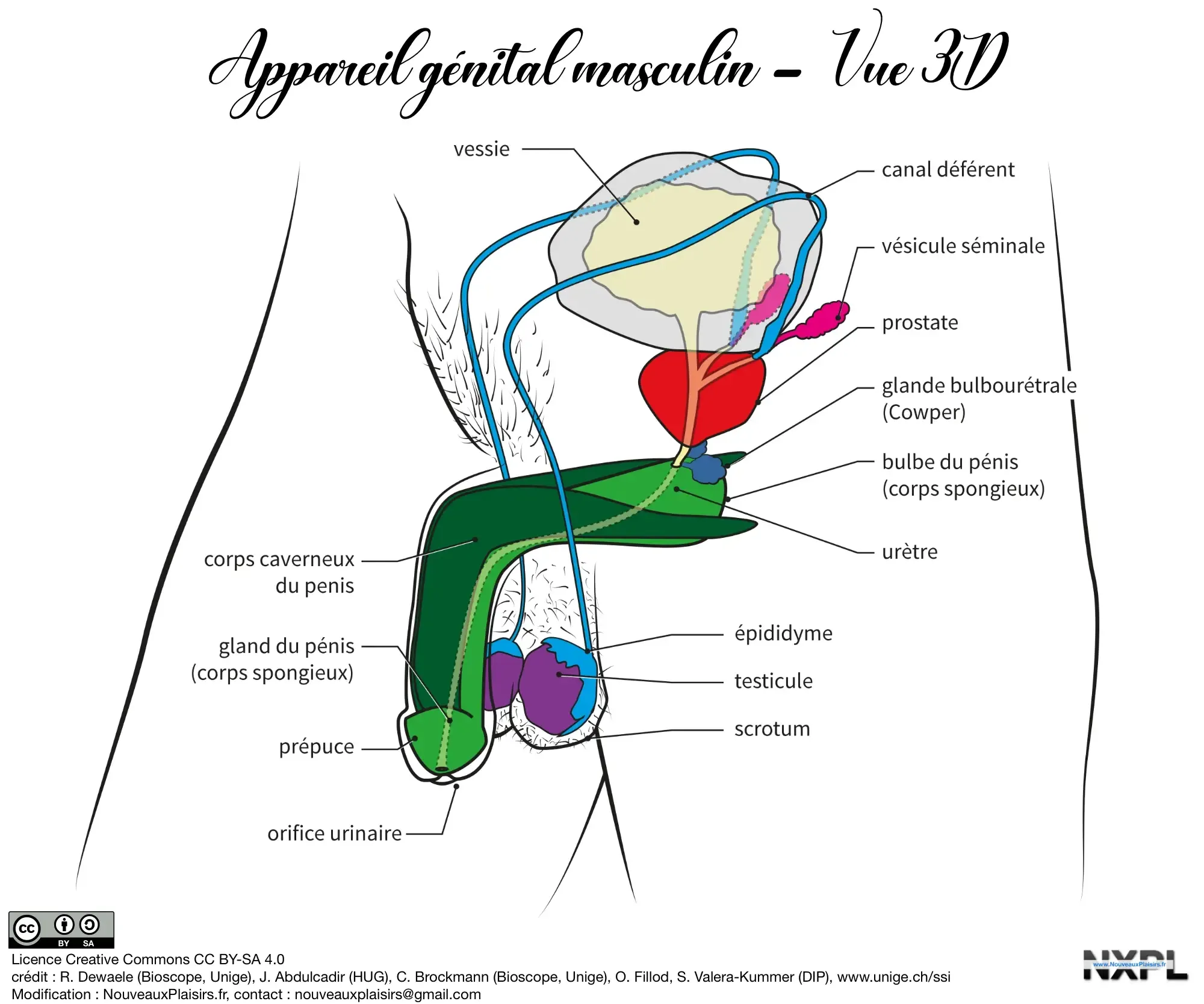 nxpl appareil genital masculin 3d