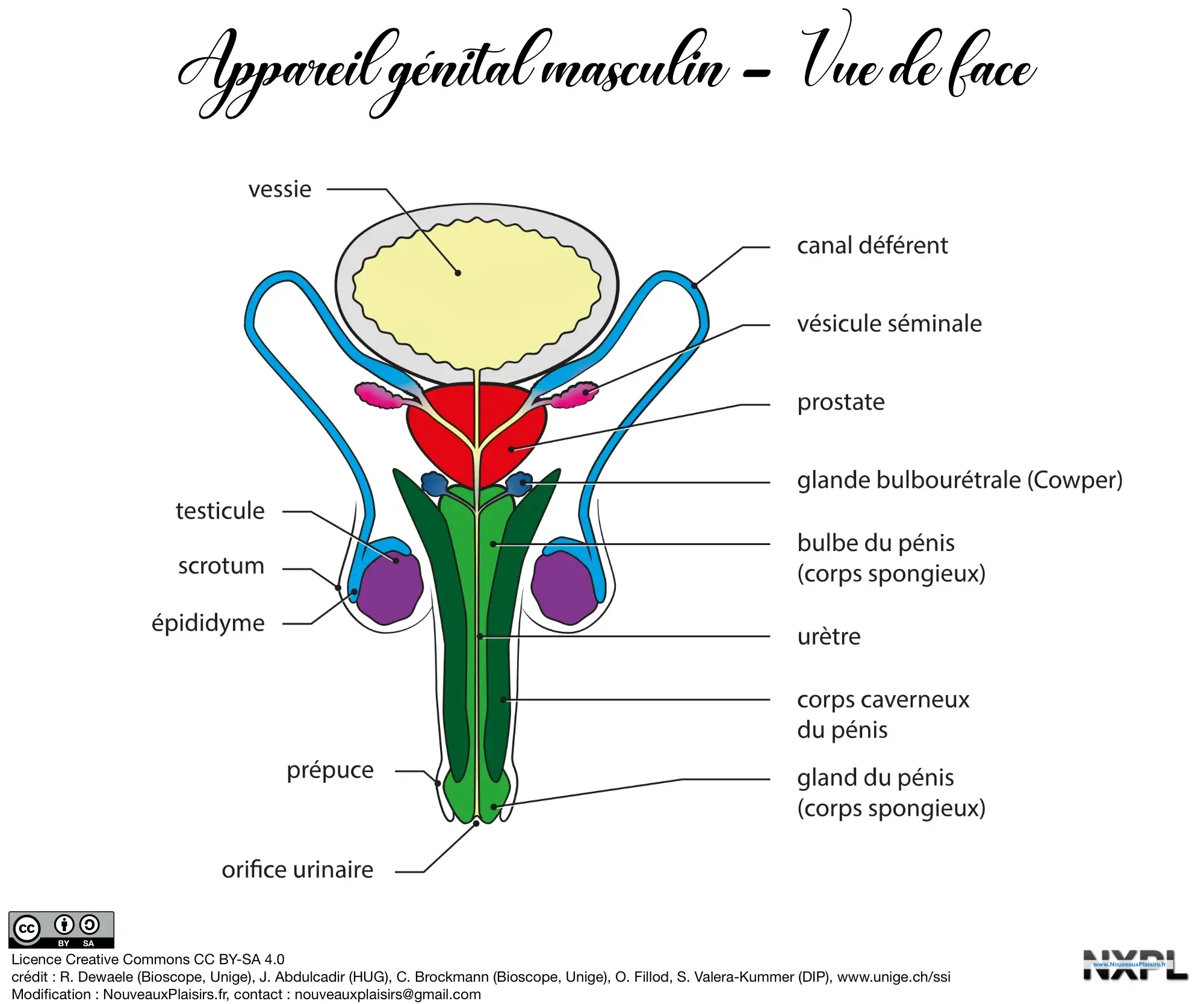nxpl appareil genital masculin face