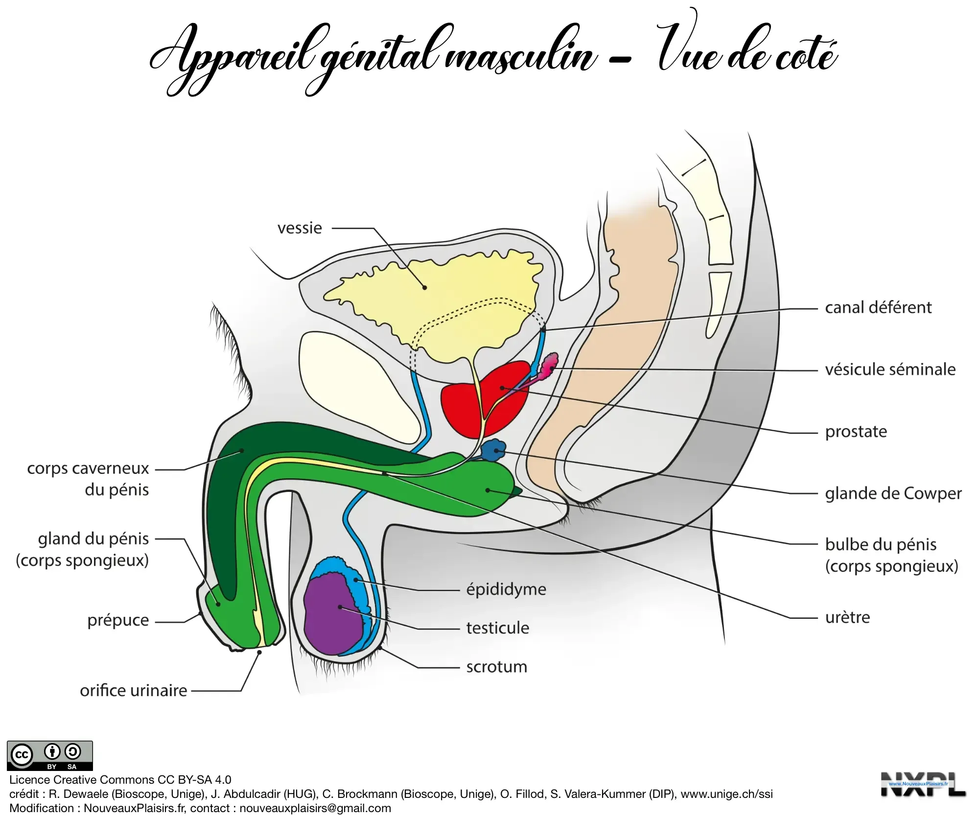 nxpl appareil genital masculin sagittale