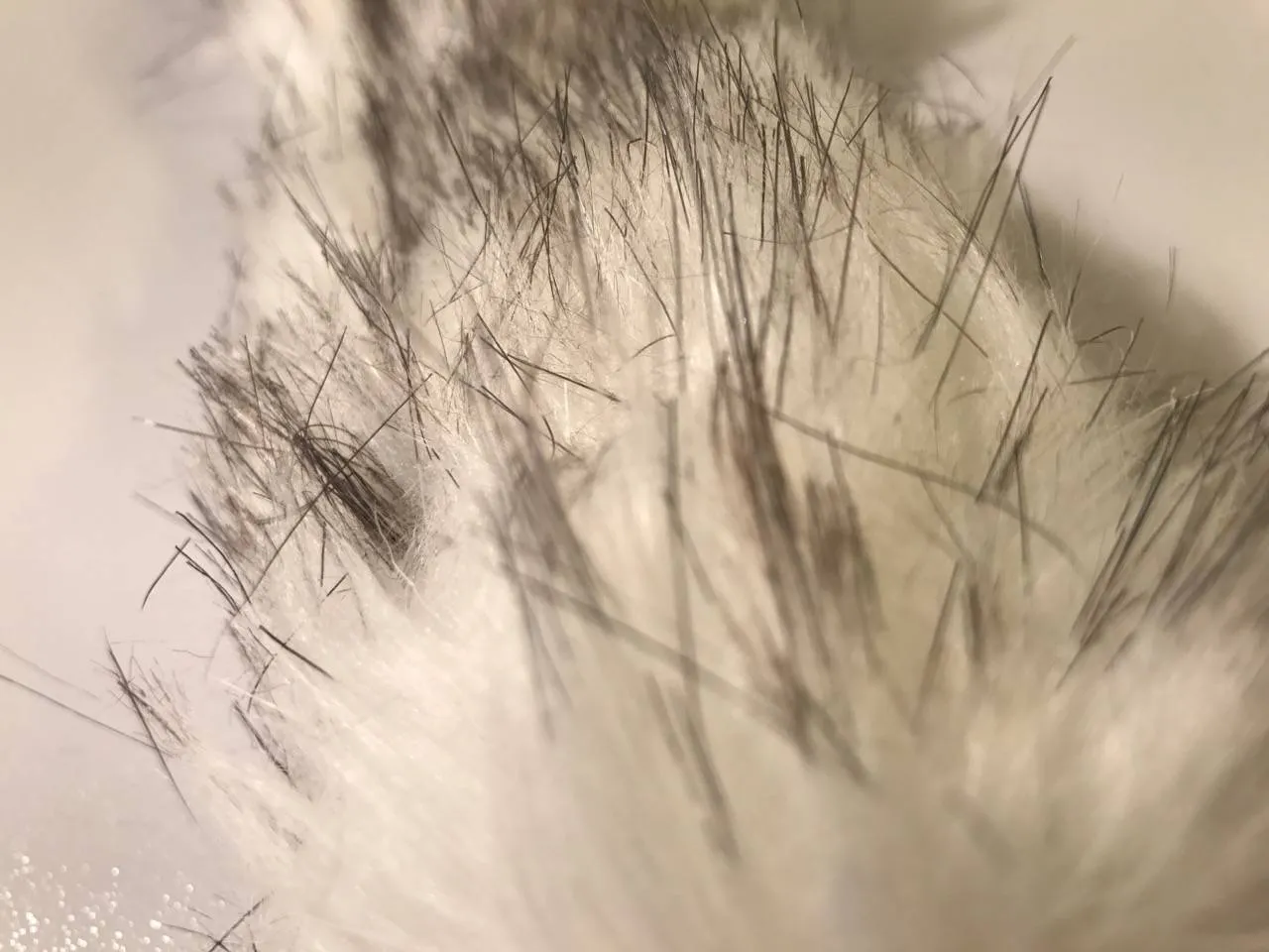 Détail du plug anal Crystal Minx en verre borosilicate