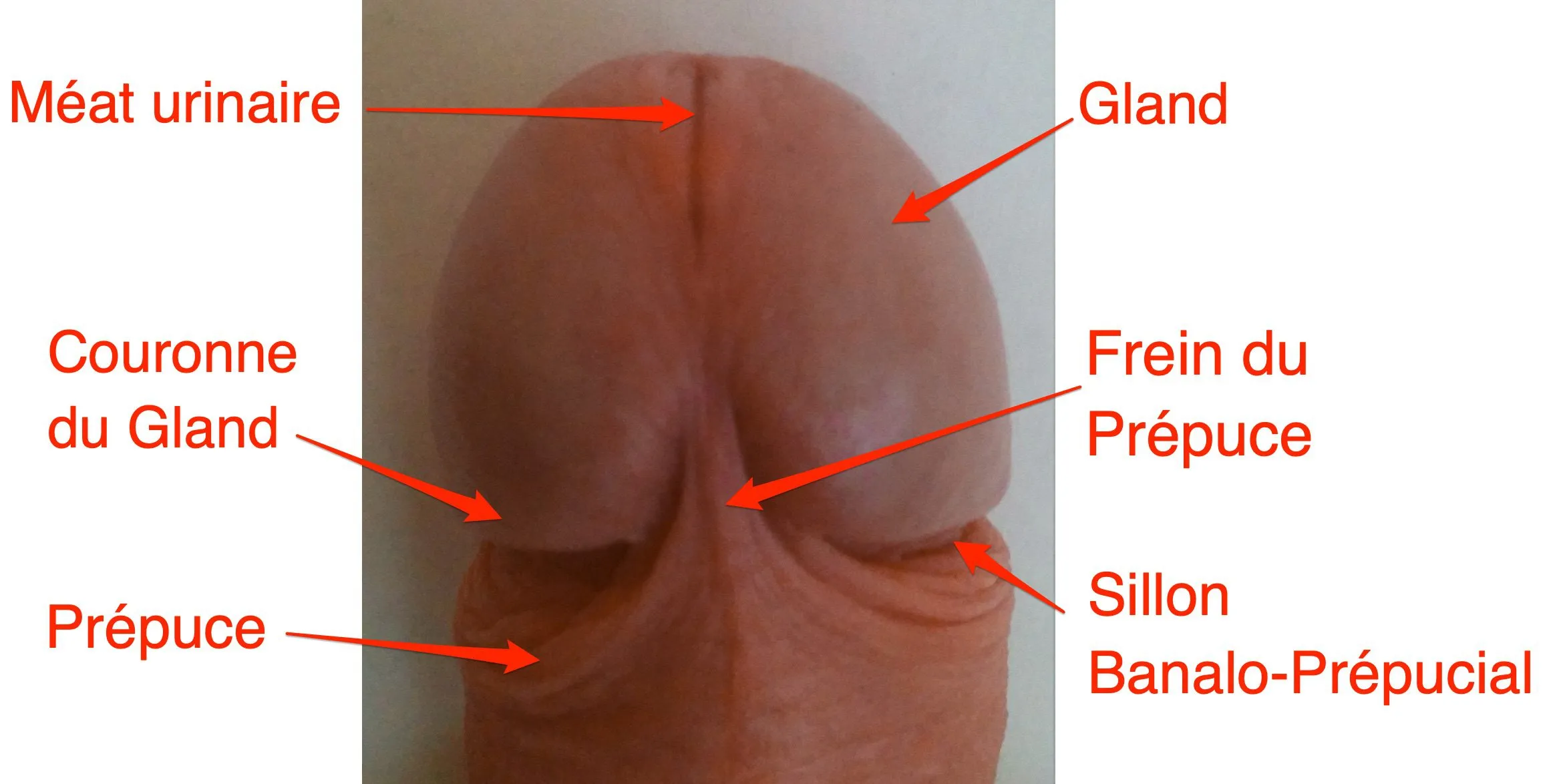 Qu’est-ce que le Smegma ?