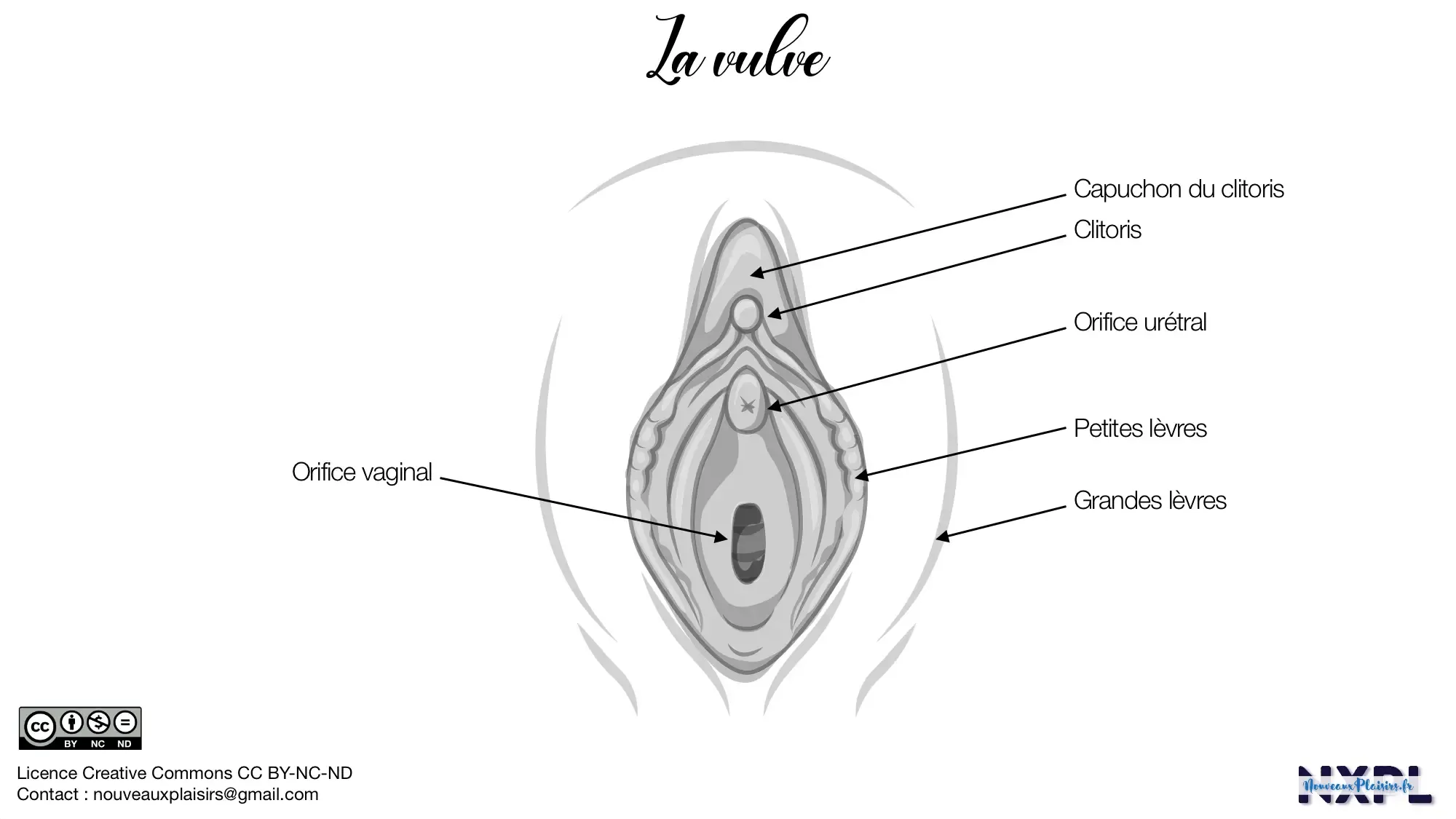 nxpl la vulve