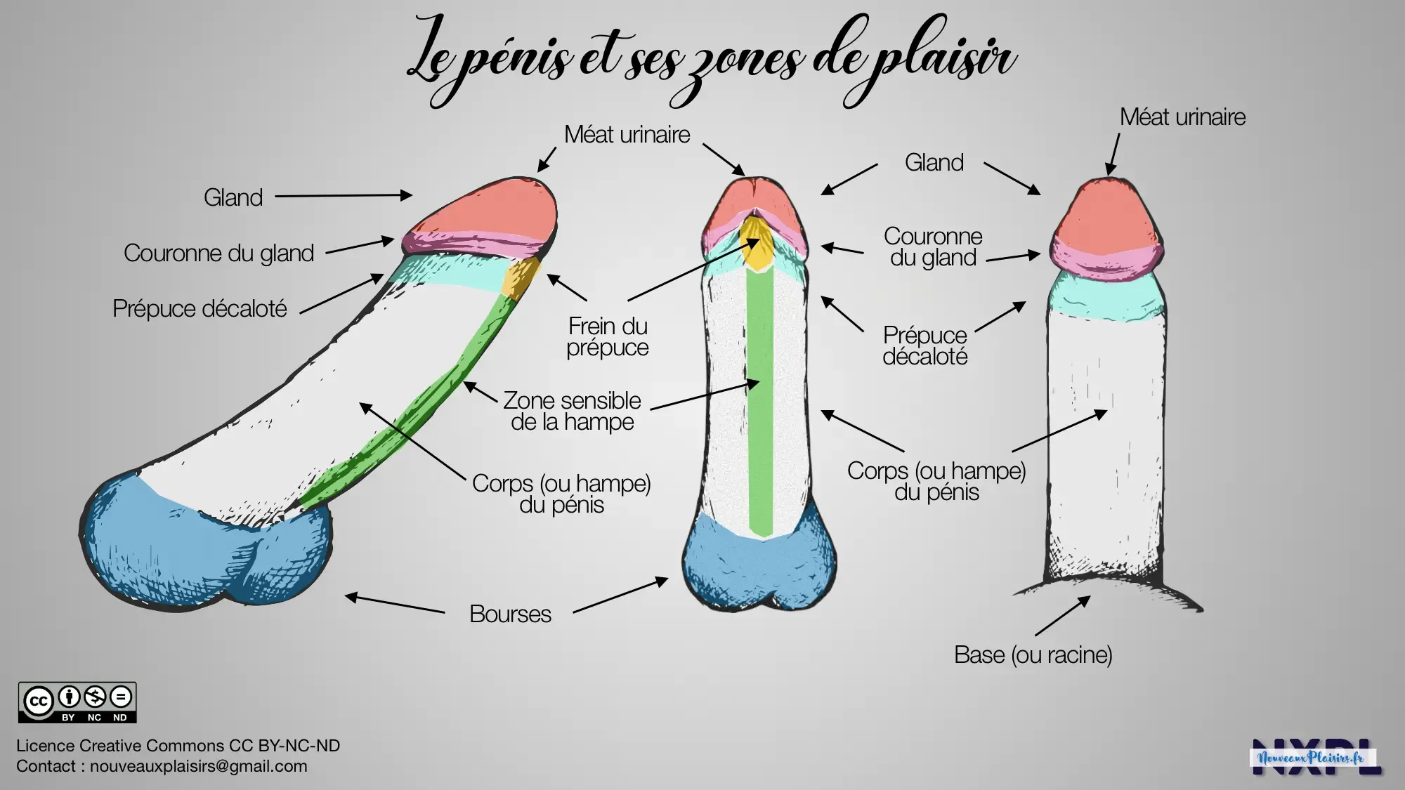 nxpl les zones de plaisir du penis