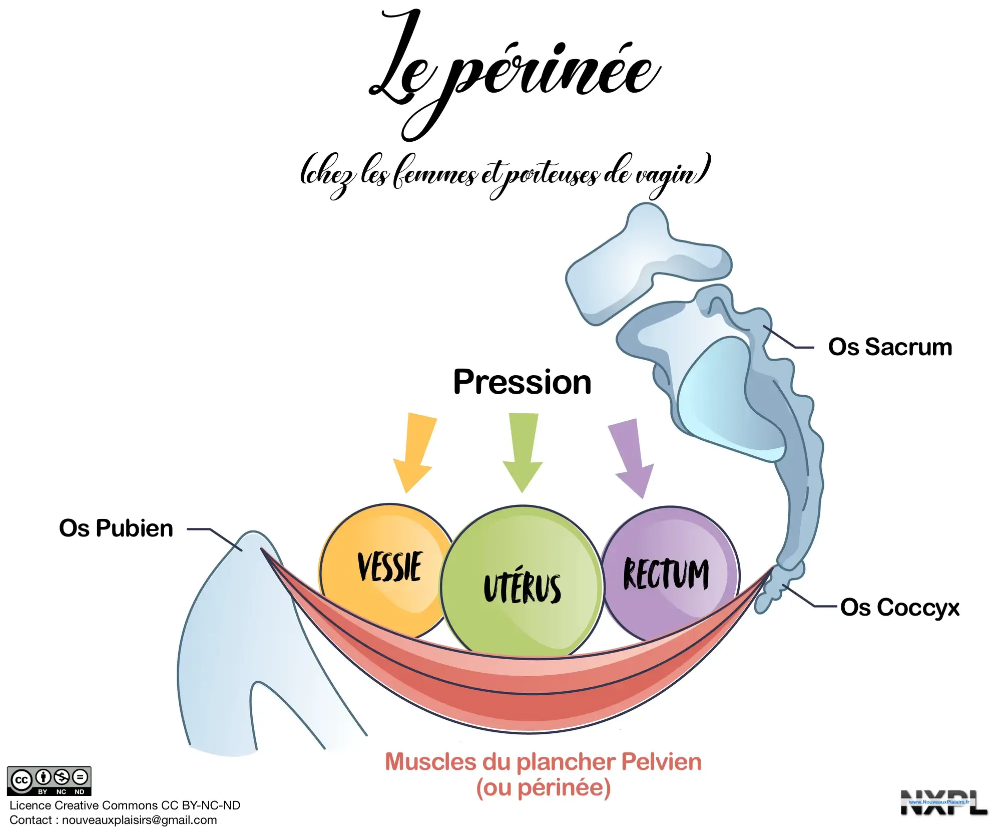 Prendre soin de son périnée pour les porteur.se.s de vagin