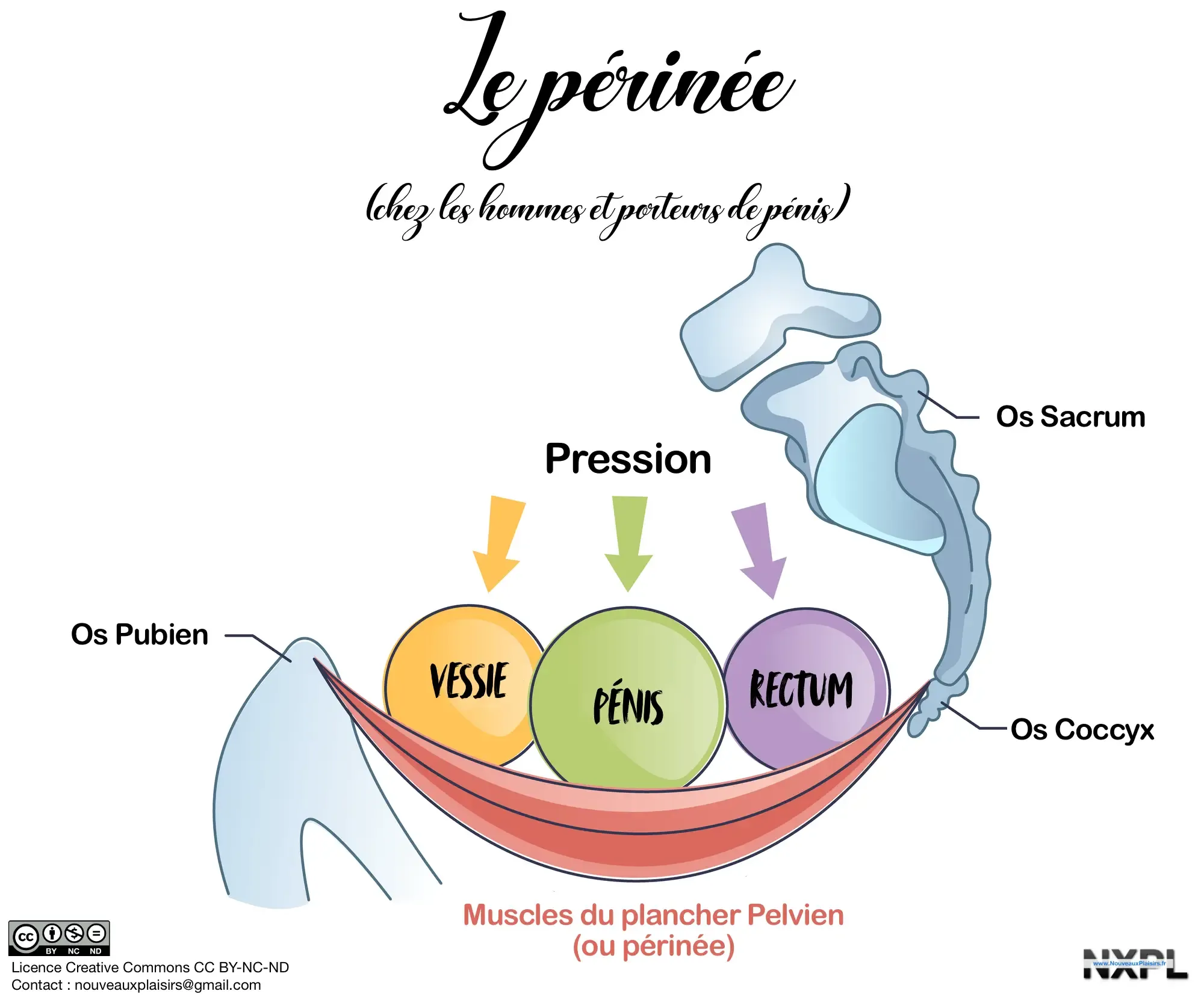 nxpl muscles plancher pelvien hommes