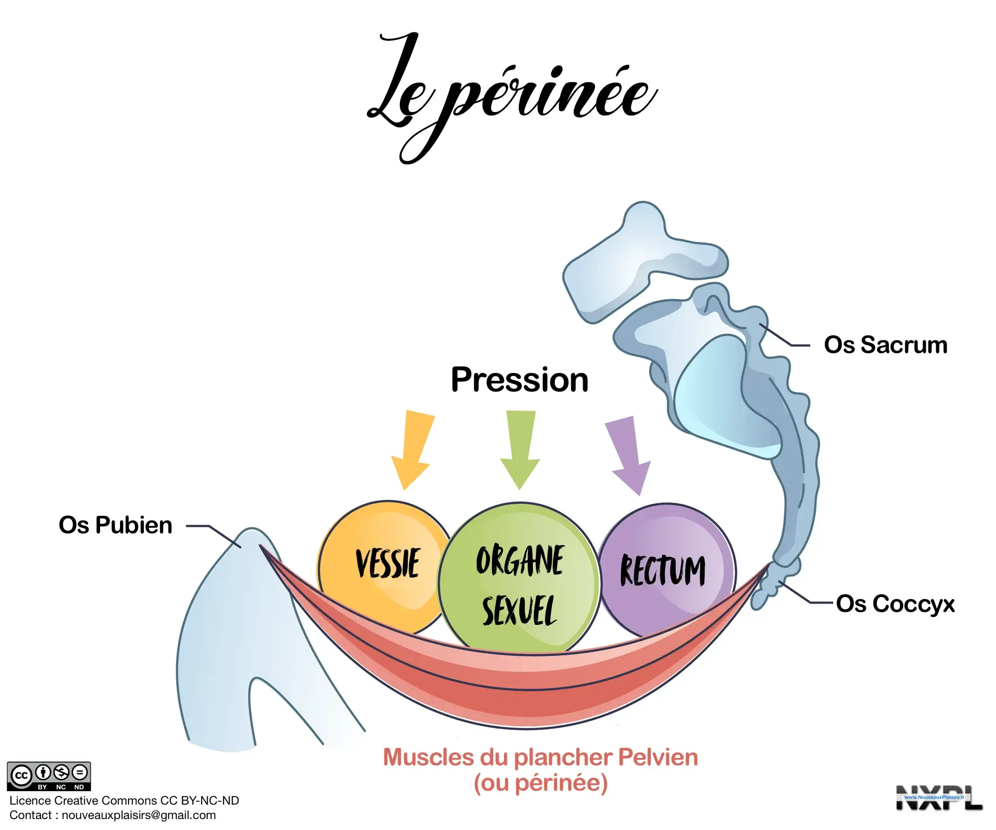 nxpl muscles plancher pelvien