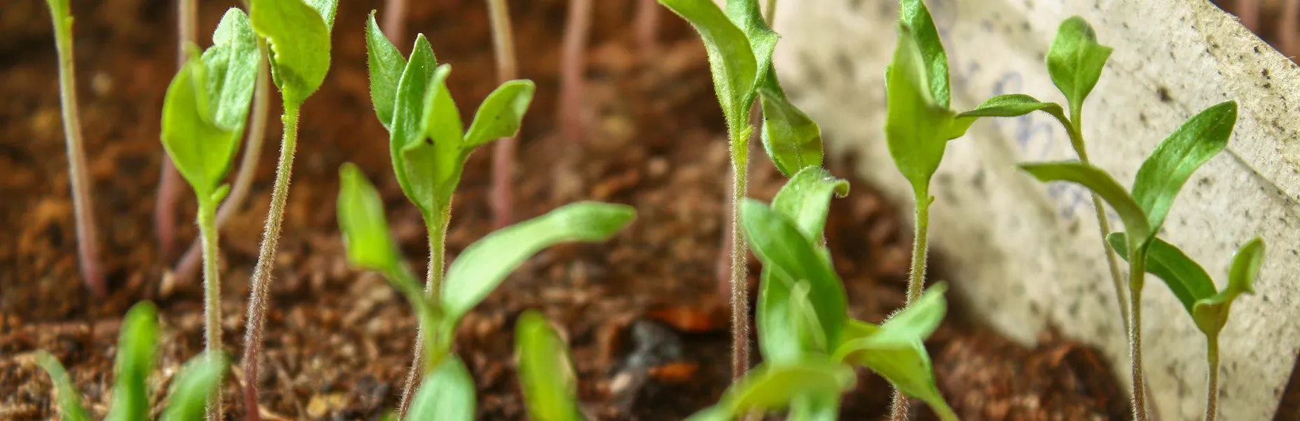 Composants sains et non toxiques