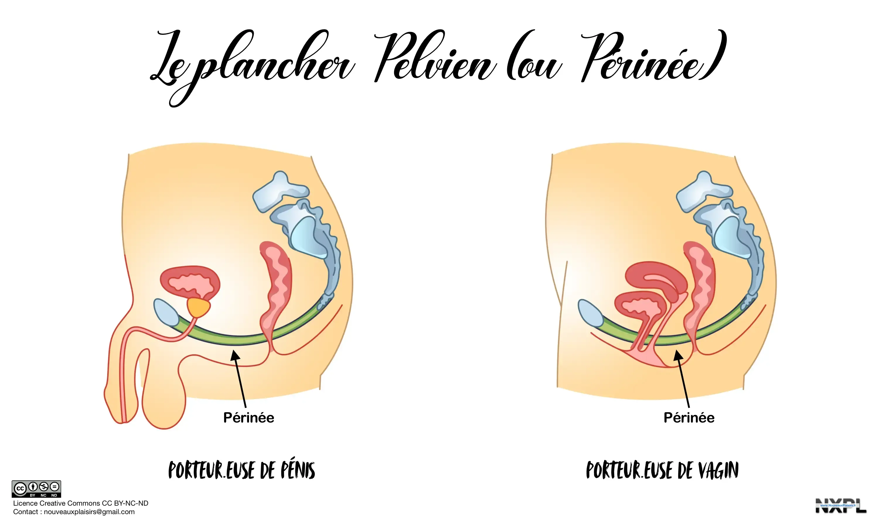 nxpl pelvic floor male female