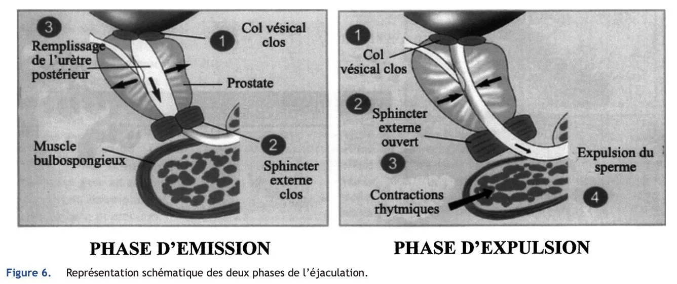Schéma anatomique illustrant les phases d'émission et d'expulsion lors de l'éjaculation