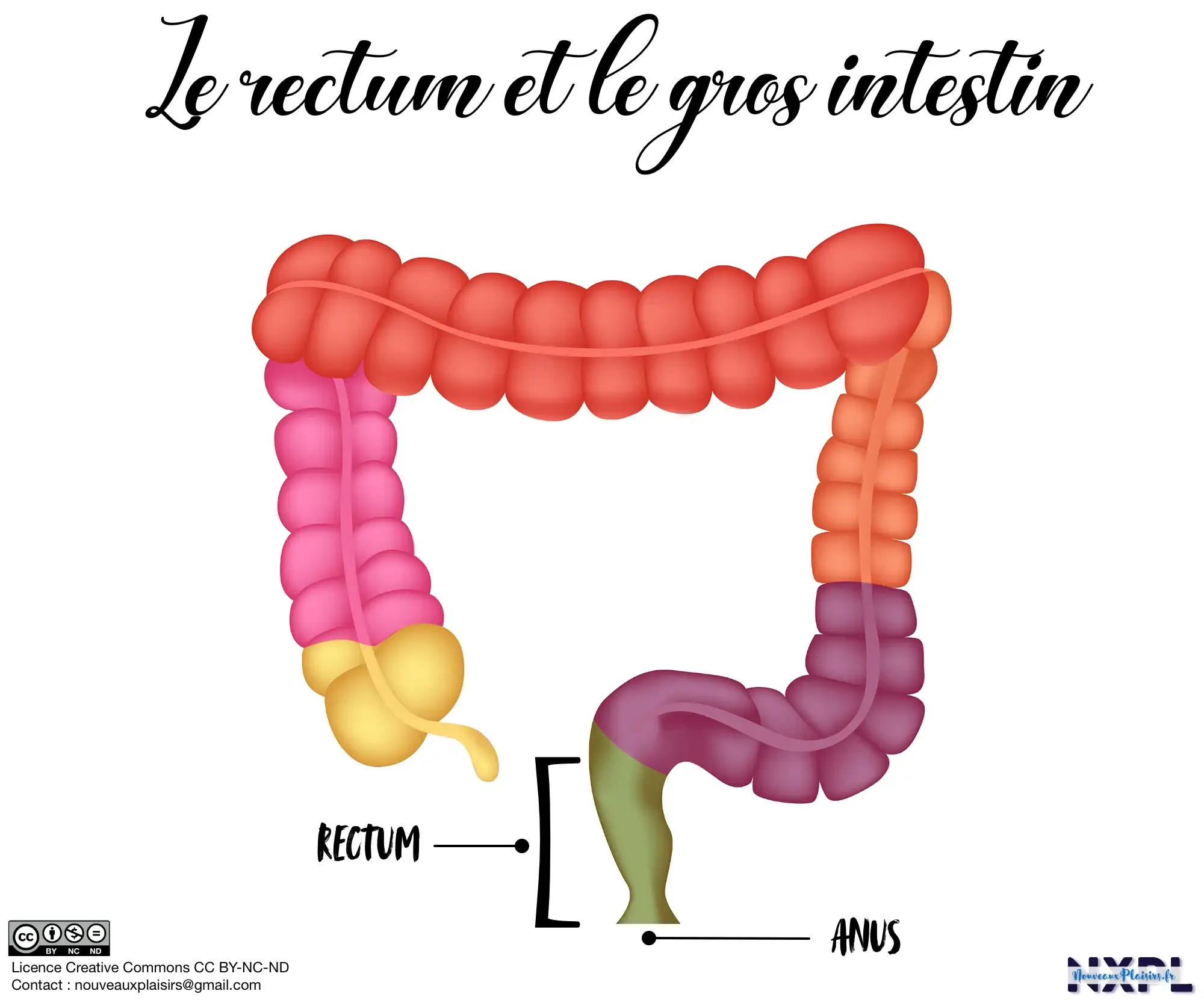 Anatomie du rectum
