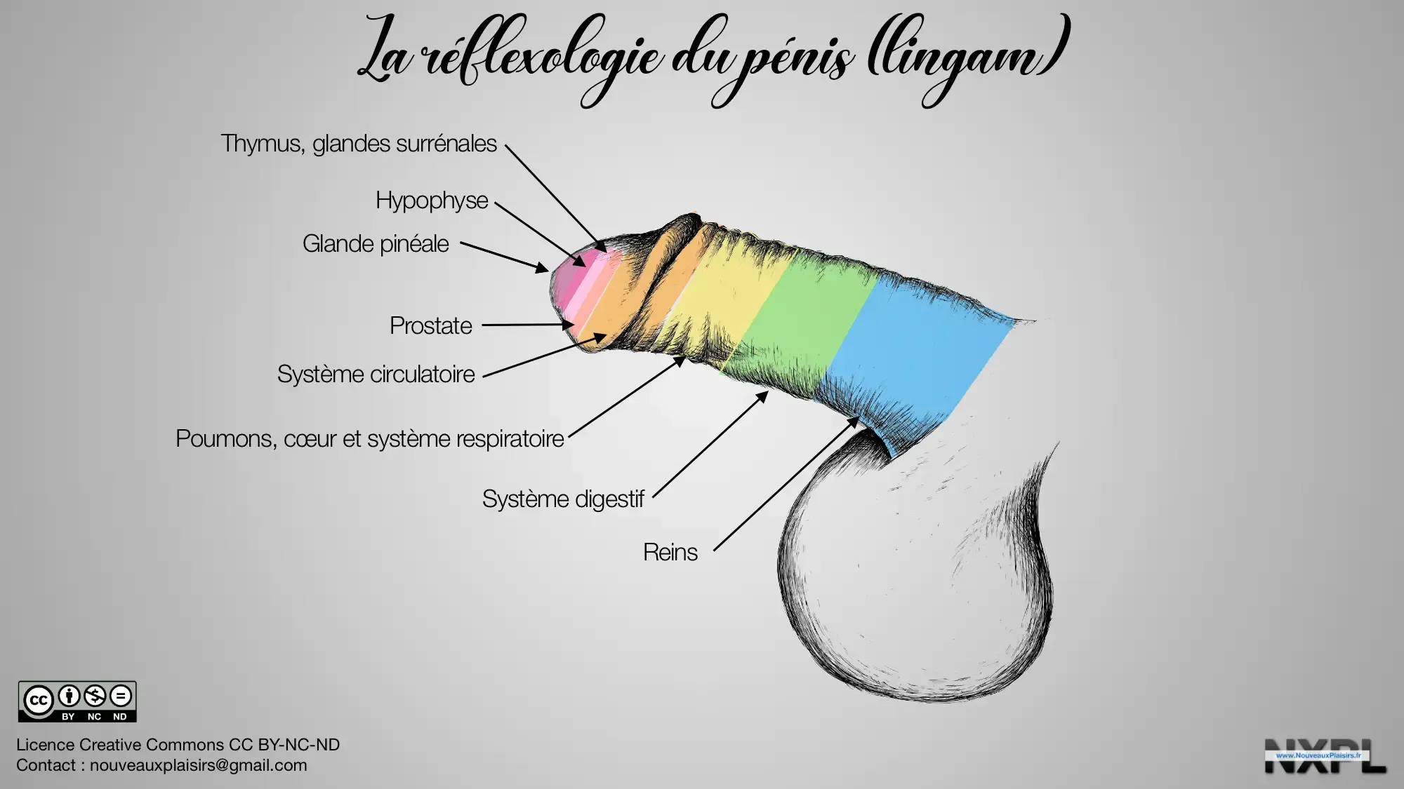 Réflexologie du pénis