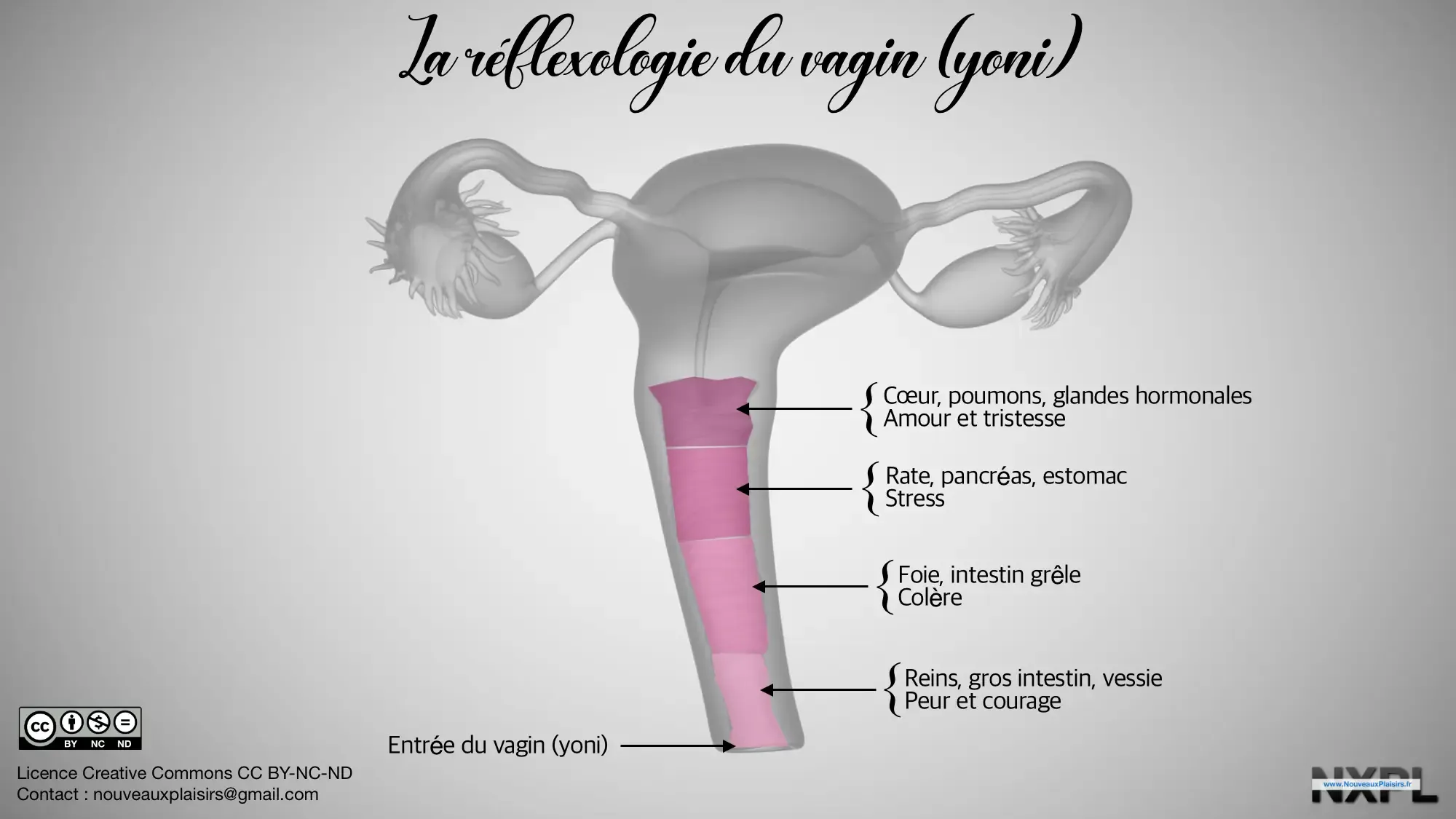 Réflexologie du vagin