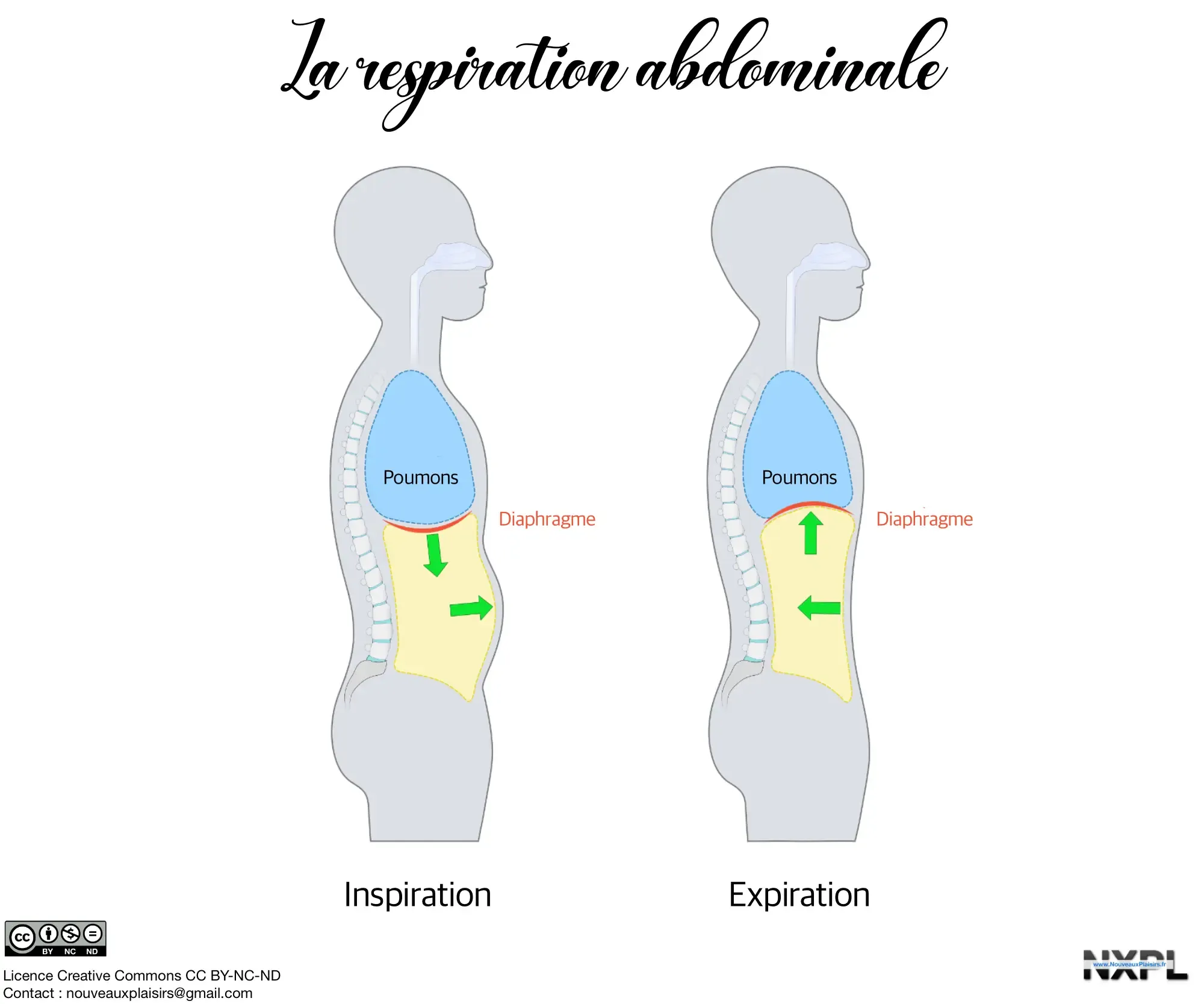 Respiration abdominale 2
