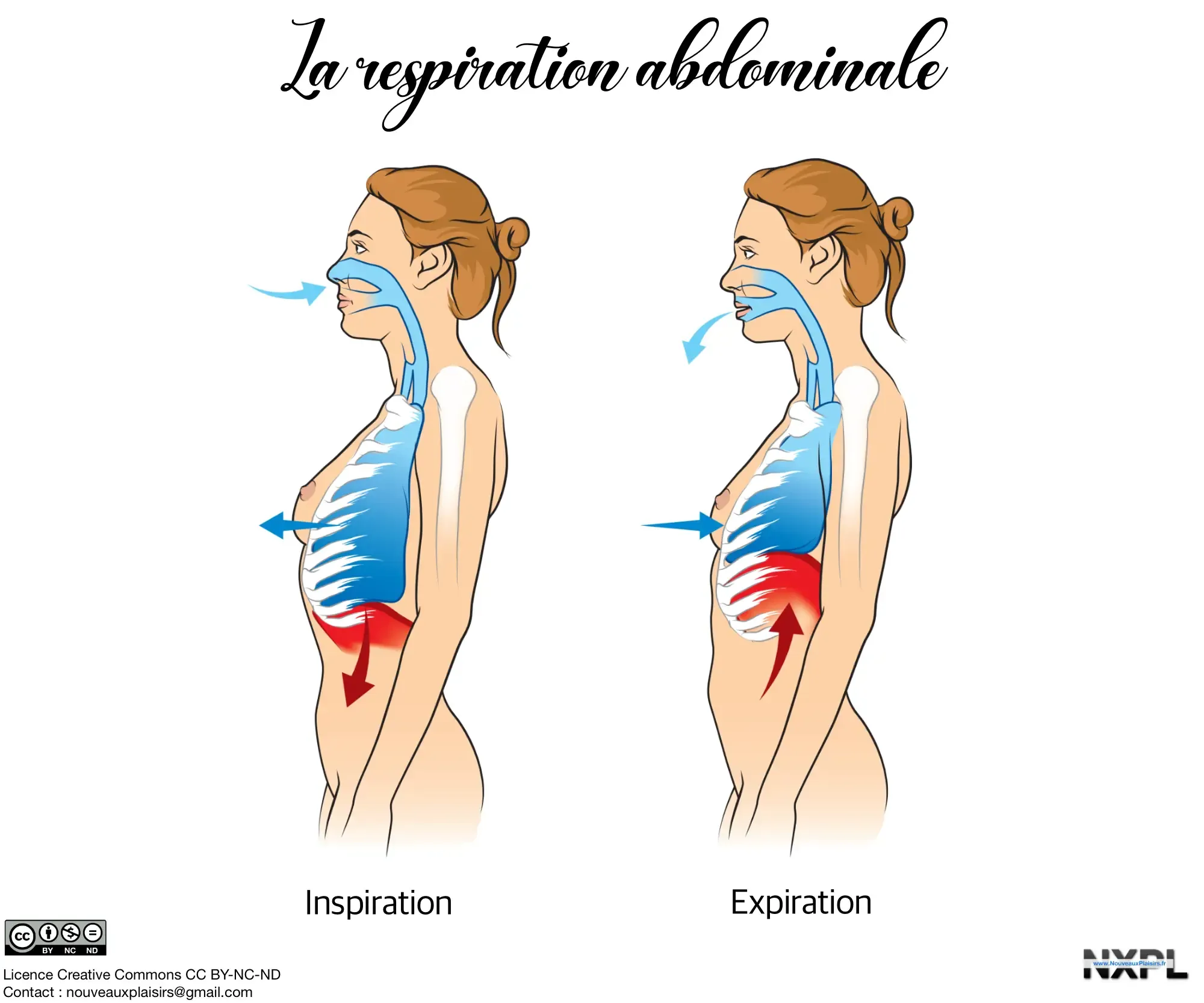 Respiration abdominale 1