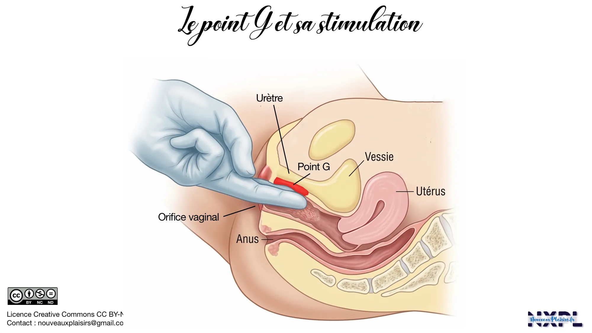 Zone du plaisir génital — nxpl stimulation du point g