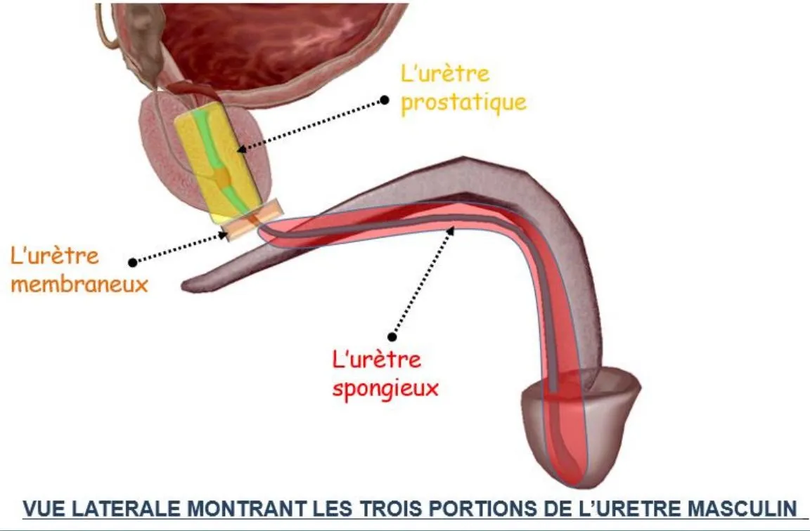 Schéma anatomique de l'urètre masculin