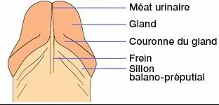 Schéma anatomique du pénis