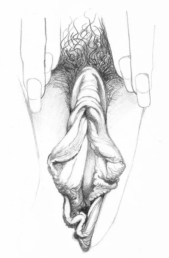 nxpl vulves betty dodson 06