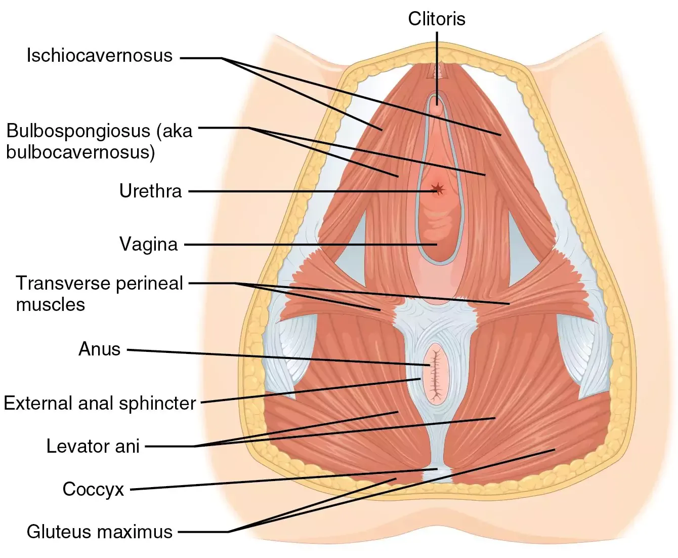 Sexualité & Science : ce que la recherche dit vraiment du plaisir