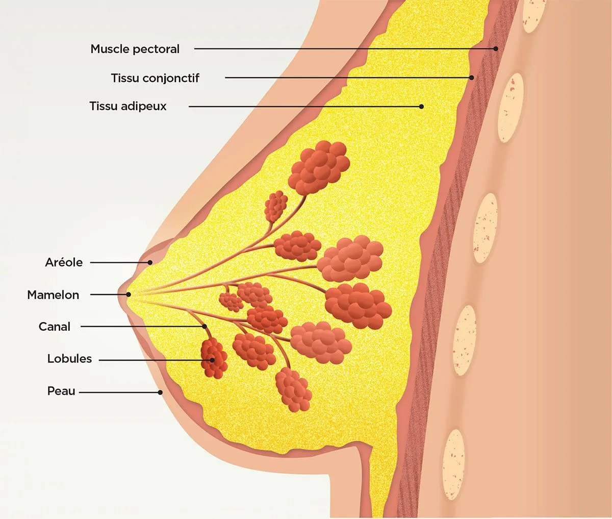 Qu’est-ce qu’un téton et un sein ?