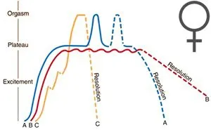 Graphique théorique du cycle de la réponse sexuelle selon Masters et Johnson