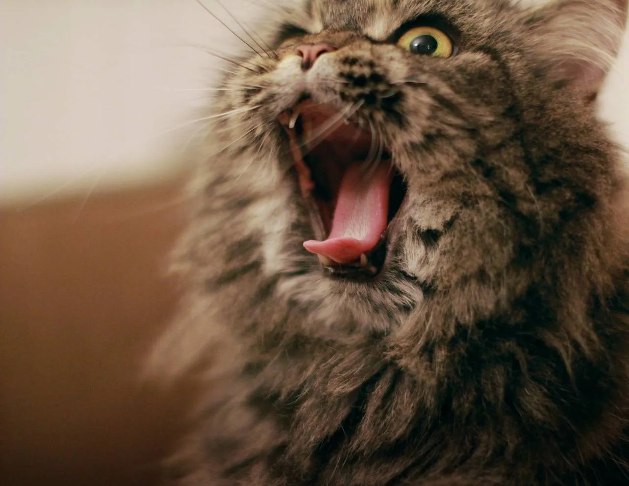 Photo humoristique d'un chat aux yeux rouges